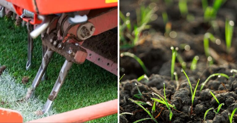 Overseeding Late? Here’s How To Give Your Grass The Best Chance
