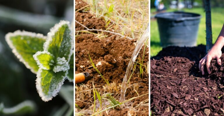 When To Expect The First Frost In New Jersey And How To Protect Your Plants