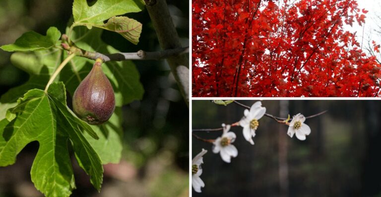 October Is A Great Time To Plant Trees In Alabama, And These Are Worth Picking