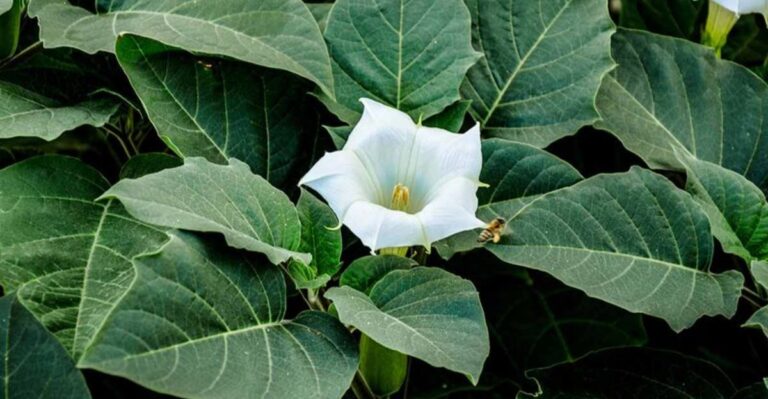 The California Native Flower Called Devil’s Trumpet Is Beautiful But Needs Careful Handling