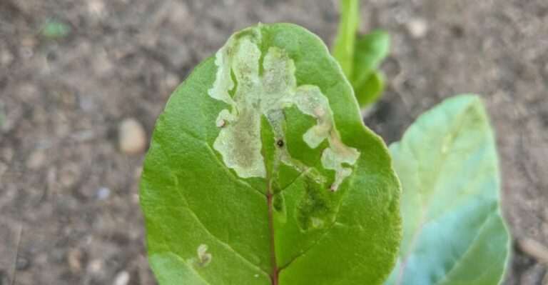 The Sneaky Pest Leaving Pale Trails Through Your Fall Spinach In North Carolina