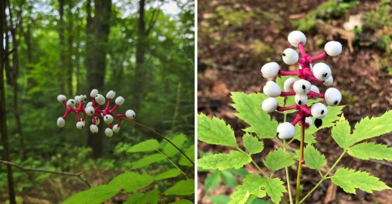 The Creepy Native Pennsylvania Plant With Berries That Look Like Eyeballs