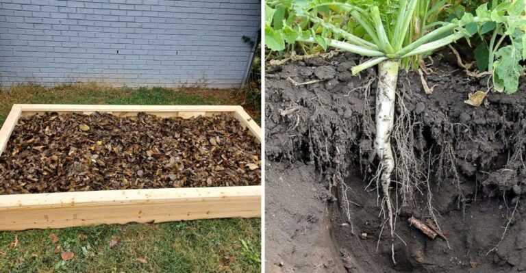 Can Your California Soil Recover From Compaction Before Winter Rain?