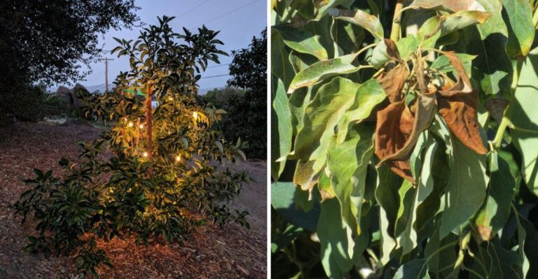 What To Do For A California Avocado Tree Before The First Cold Snap
