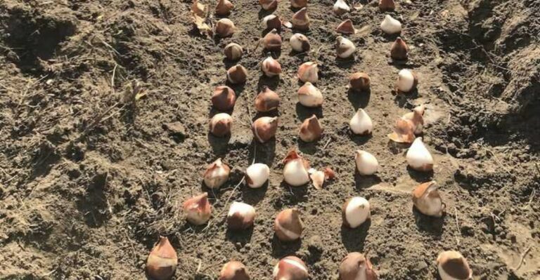 What Michigan Tulip Beds Need This October For A Better Spring Show
