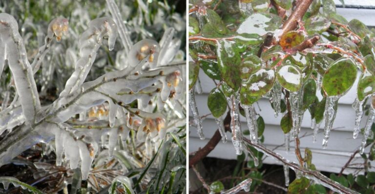 Running Sprinklers On Frosty Nights Can Protect Some Indiana Garden Plants