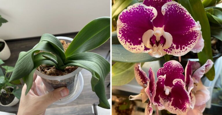 The Orchid Pruning Tricks That Lead To A Second Round Of Flowers In Virginia