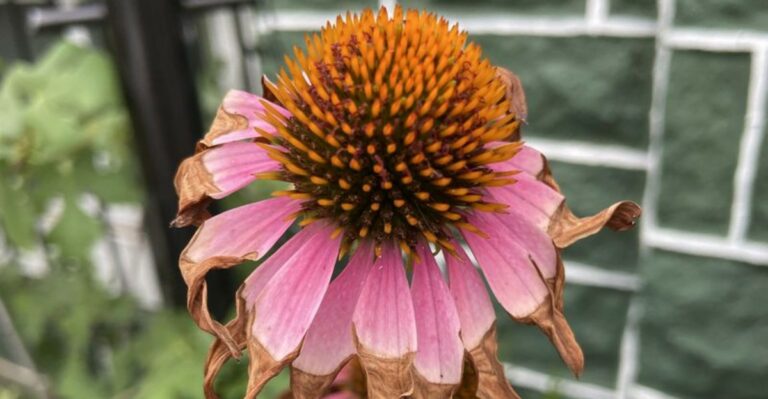 What It Means When Your California Coneflowers Suddenly Drop Petals