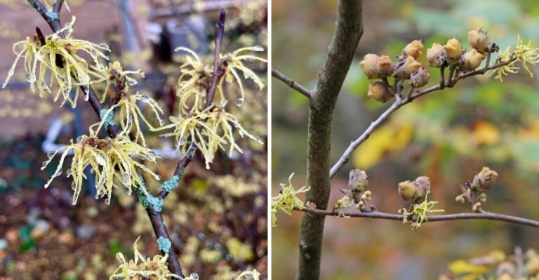 The Native Ohio Shrub That Blooms In November When Everything Else Is Done