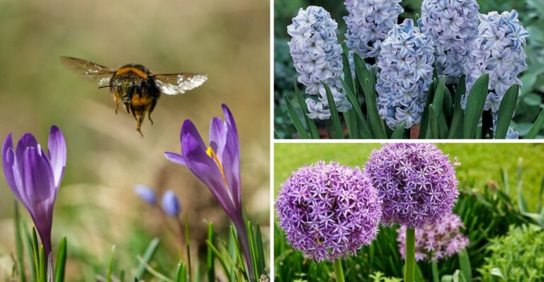 8 Bulbs Pennsylvania Gardeners Should Plant Before the First Frost