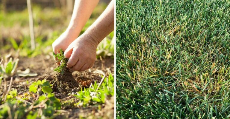 Is Your Newly Seeded North Carolina Fescue Lawn Struggling In The October Heat