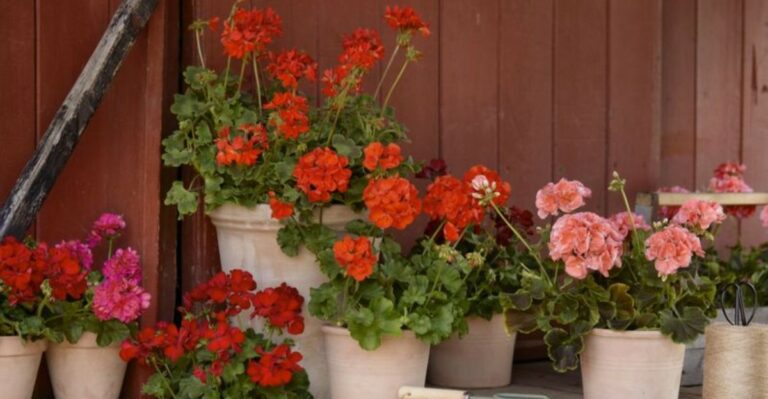 How To Get New York Geraniums Blooming With These Simple Fertilizer Tips