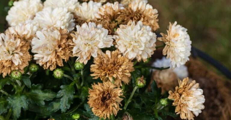 The Mum Mistake That Makes Blooms Fade Too Soon In Pennsylvania