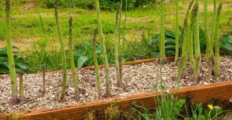 What Michigan Asparagus Beds Need In November For A Stronger Spring Harvest