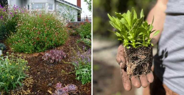 Can October Really Be California’s New Year For Native Gardening?