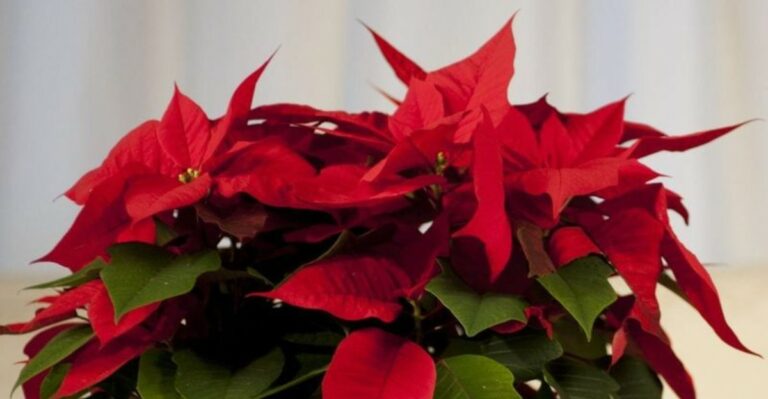 Why Your California Poinsettia Needs Long Dark Nights Starting Now To Turn Red By Christmas
