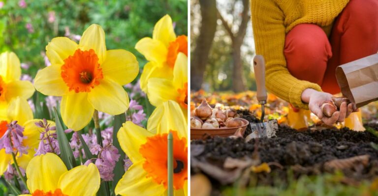 The October Task That Decides If Your Ohio Daffodils Bloom Next Spring