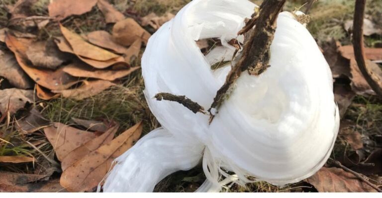 These Rare Frost Flowers Bloom In Virginia Yards Only On Freezing Mornings