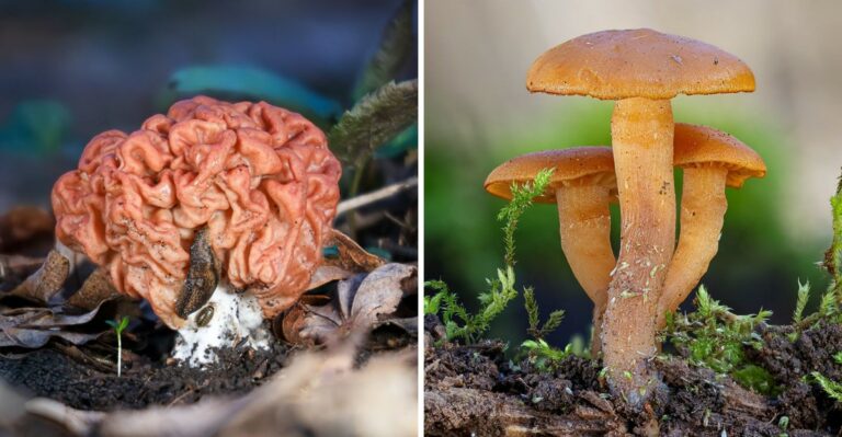 These Pennsylvania Mushrooms Should Be Left Alone In Your Yard