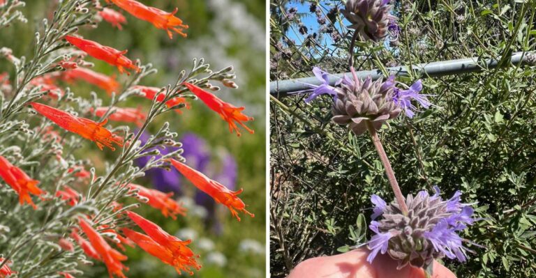 These California Plants Handle Brutal West Facing Yards Without Struggling