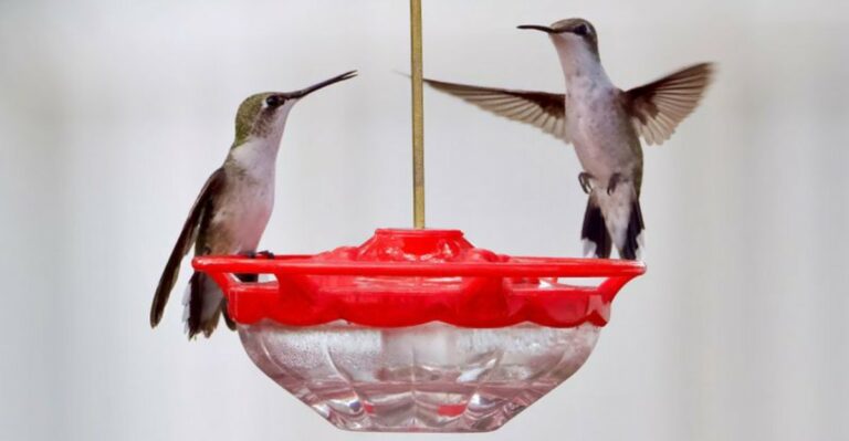 Why Hummingbirds Chase Each Other Away From Your New York Feeder