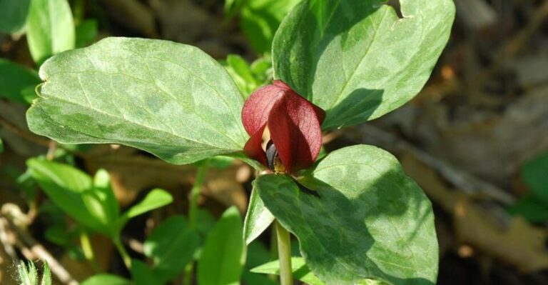 The Ohio Wildflowers You’re Not Allowed To Dig Up From The Wild