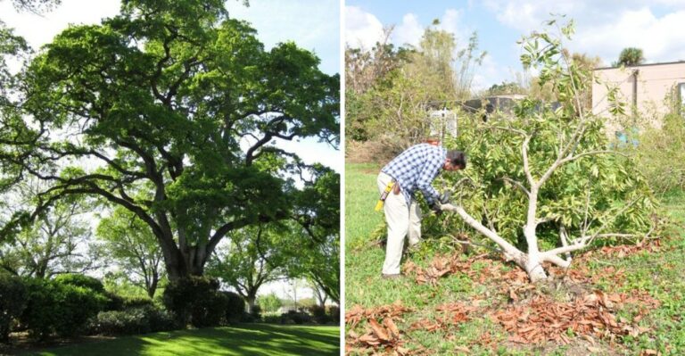 10 Plants Florida Gardeners Should Cut Back After a Hurricane (and 5 to Leave Alone)