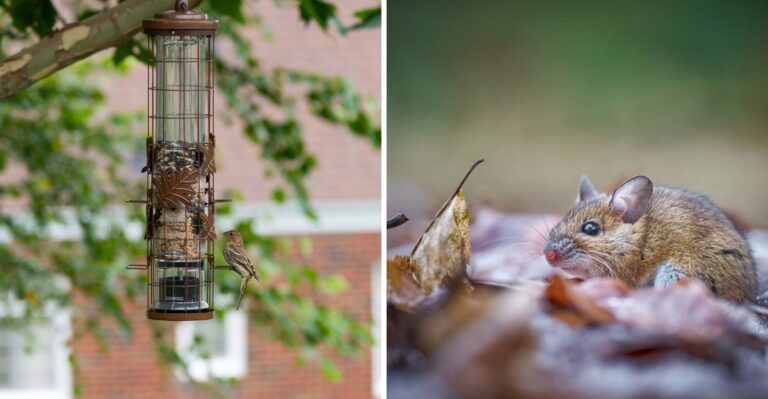 Removing This One Feature Cuts Mouse Sightings In Pennsylvania Yards