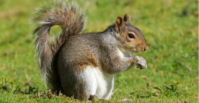 What Squirrels Burying Acorns Near Your California Foundation Are Really Telling You