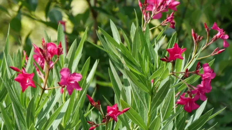 Oleander Is Toxic to Dogs If Chewed or Swallowed: What Arizona Homeowners Should Know