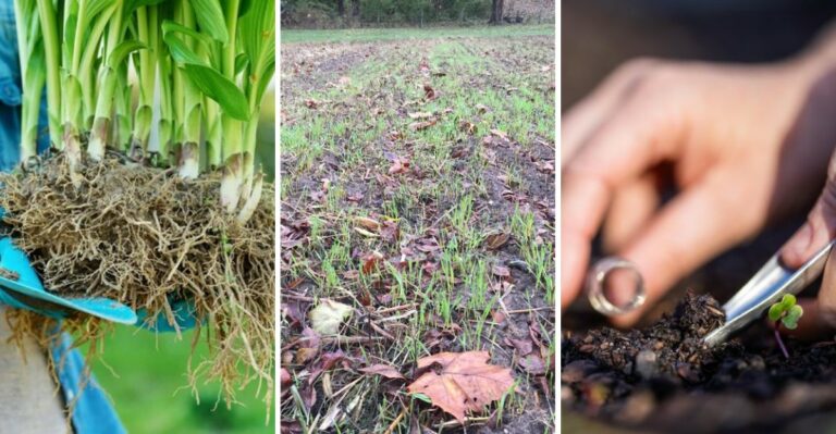 The Mid-October Deadline Every New York Zone 6 Gardener Should Mark Now