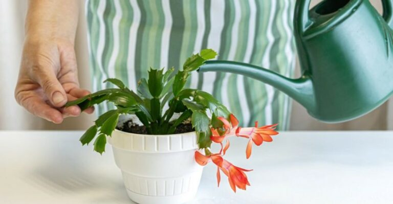 Water Your Virginia Christmas Cactus This Way, And Watch It Bloom By The Holidays