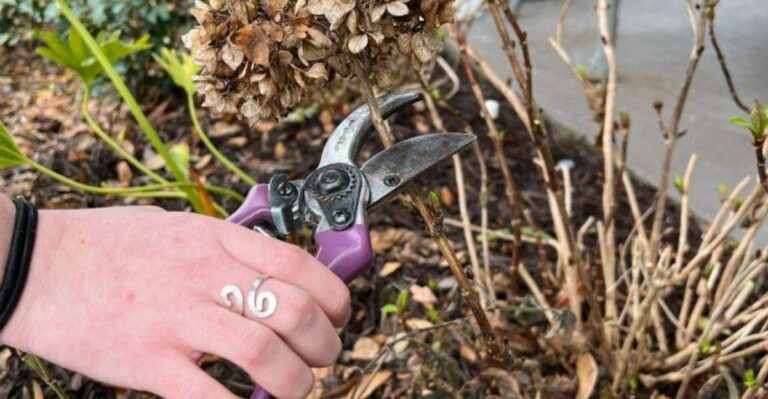 Hold Off On Cutting Back Frost Nipped Plants In The North Carolina Mountains