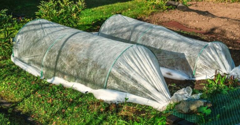 St. Louis Gardens Often Hold Off Frost Longer Than Farm Towns An Hour Away