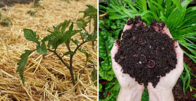 How To Choose The Right Mulch Type For Your Pennsylvania Yard