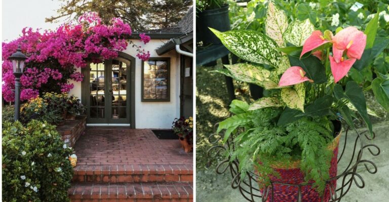 What It Means When Your Florida Porch Plants Suddenly Perk Up In October