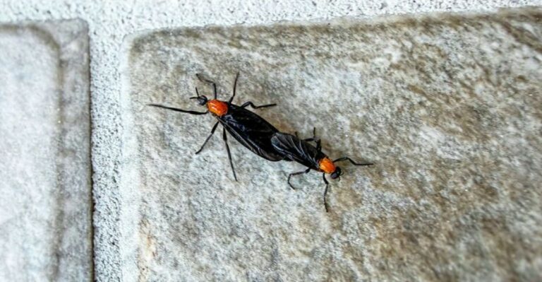 Why Lovebugs Swarm Florida Yards Each Fall And What It Means