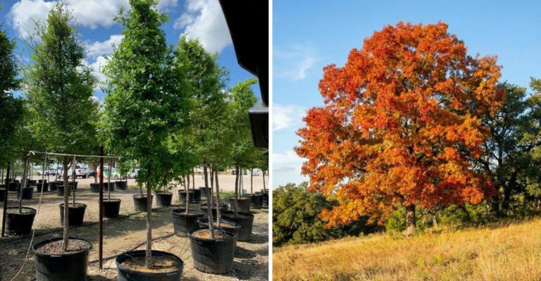 The Shade Tree Texans Are Planting This October Before First Freeze