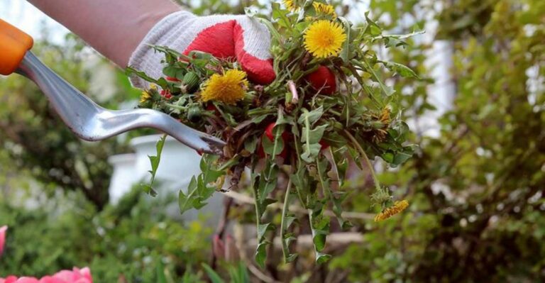 The Weeding Mistake That’s Making Your Dandelion Problem Worse