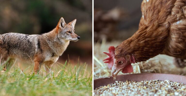 7 Strong Scents That Draw Coyotes To Your Texas Yard