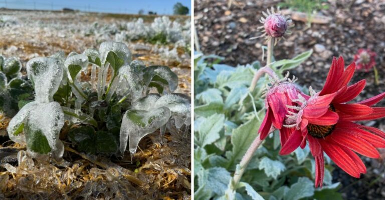 What The First Frost Actually Does To Pennsylvania Perennials And Their Roots
