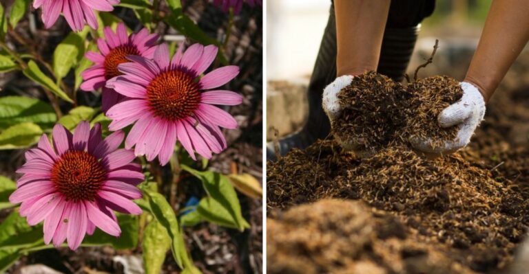 Can Oregon Gardeners Still Plant Perennials In Mid October?