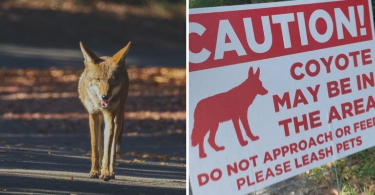 7 Things To Do If A Coyote Shows Up In Your North Carolina Yard (And 3 To Avoid)
