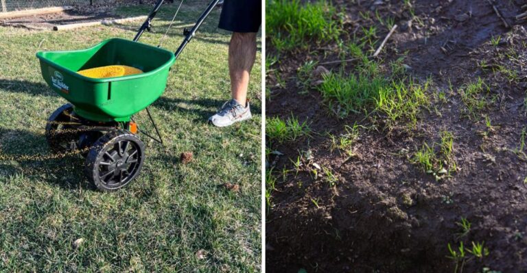 Why Florida Lawns Suddenly Thin Out When The First Cool Nights Arrive