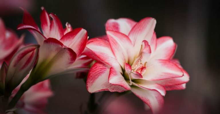 Plant Amaryllis Bulbs Now If You Want Blooms In Your Florida Home By Christmas