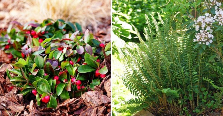 Top Small Pennsylvania Evergreens For Color That Never Disappears
