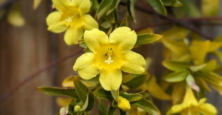 Georgia Gardeners Can Plant Carolina Jessamine This Fall For Late Winter Blooms