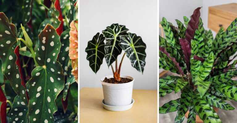 The Houseplants Collectors In Alabama Love To Search For At Plantmania In Daphne