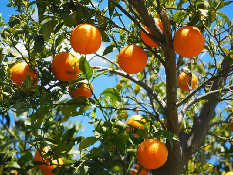 A Practical Fall Step for Arizona Citrus: Check Your Irrigation