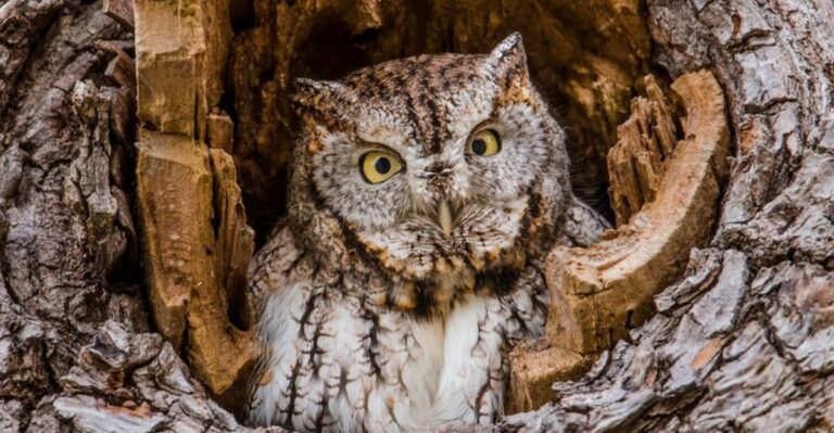 What It Means When A Screech Owl Calls From Your California Yard At Night